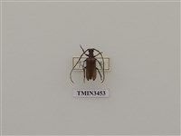 藏品(窄胸褐天牛(大眼天牛))的圖片